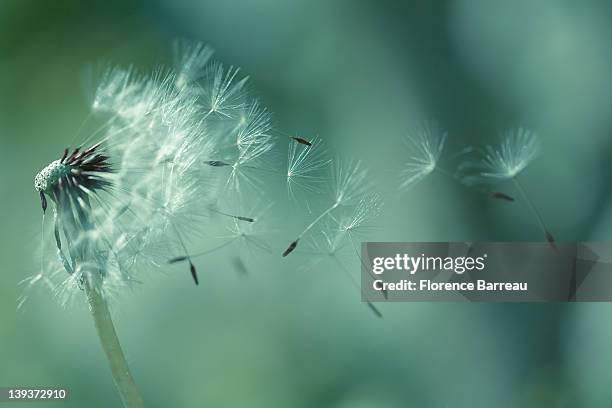 seeds of dandelion - dandelion stock pictures, royalty-free photos & images