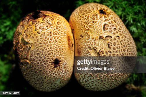 Scleroderma citrinum Scleroderma citrinum