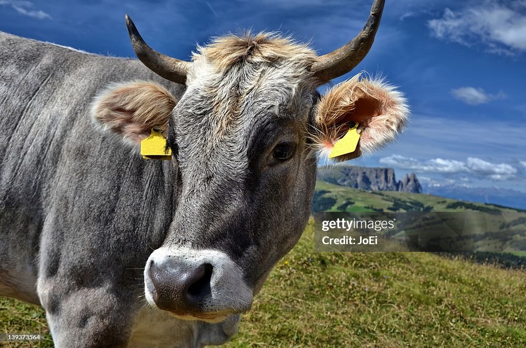 Cow on mountain with cloudy sky