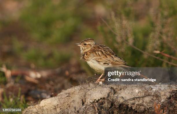 a beautiful singing woodlark (lullula arborea) perching on a mound in a field at the edge of woodland. - lullula arborea stock pictures, royalty-free photos & images