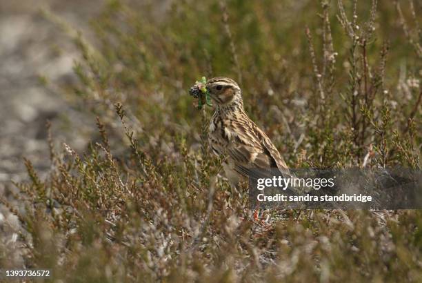 a beautiful woodlark (lullula arborea) standing amongst the heather in heathland with a beak full of insects for its babies. - lullula arborea stock pictures, royalty-free photos & images