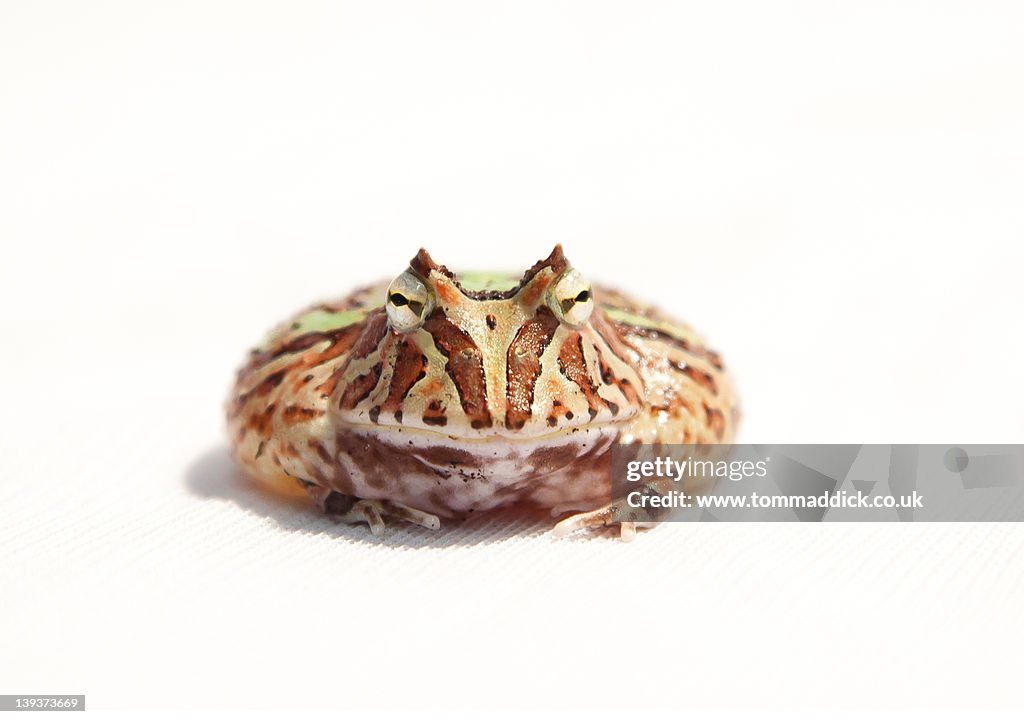 Fantasy horned frog