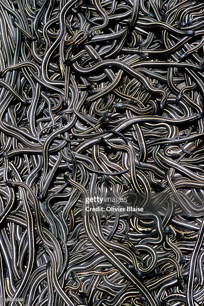 Manitoba's fantastic snake pits.