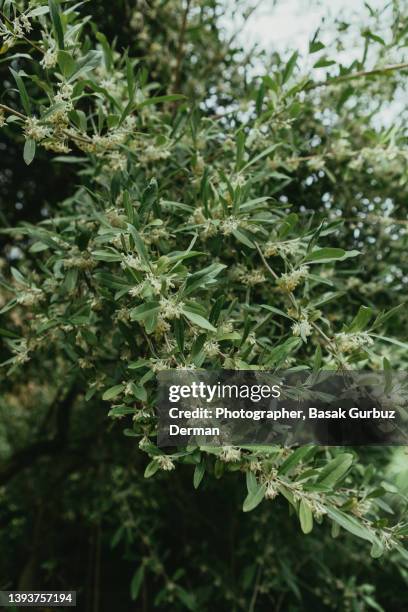 elaeagnus umbellata - elaeagnus stock pictures, royalty-free photos & images