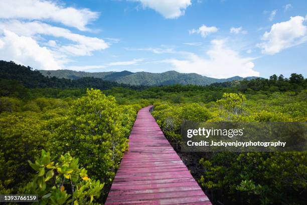 view of wooden bridge, mangrove forest walkway at koh chang,trat,thailand. - koh chang stock pictures, royalty-free photos & images