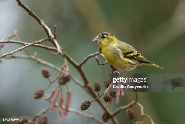 männlicher eurasian siskin - erle stock-fotos und bilder