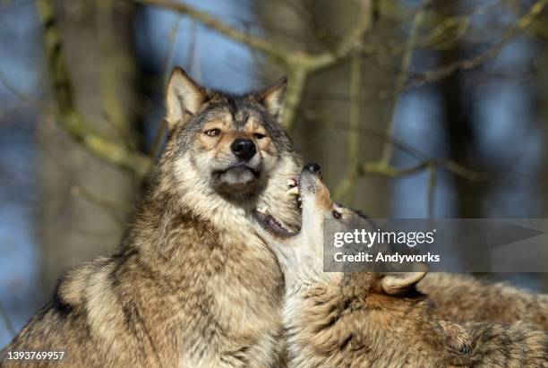 two canadian timberwolves - grey-wolf-canis-lupus-snarling-side-view stock pictures, royalty-free photos & images