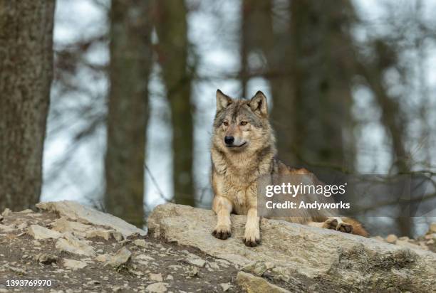 lobo de madera canadiense - lobo fotografías e imágenes de stock