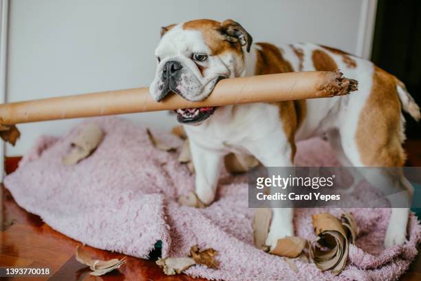 dog bite some newspaper while alone at home - english bulldog stock pictures, royalty-free photos & images
