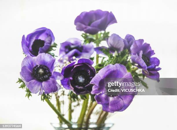 bunch of purple blooming flowers with green stems at white background - anemone flower arrangements stock pictures, royalty-free photos & images