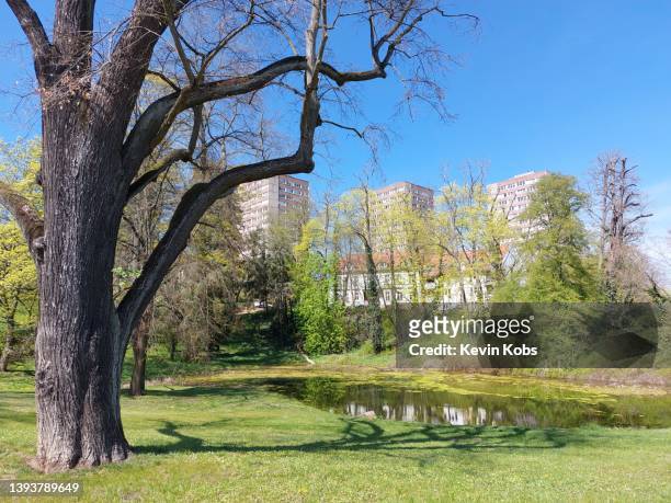 view of lennépark with pond in frankfurt (oder), brandenburg, germany. - frankfurt oder stock pictures, royalty-free photos & images