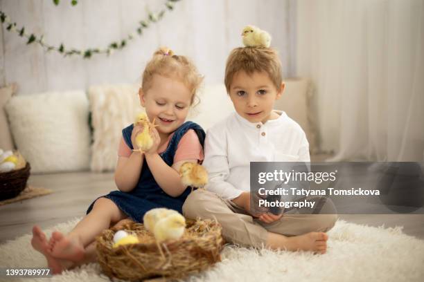 cute child at home with little newborn chicks, enjoying, cute kid and animal friend in sunny room - baby chicken bildbanksfoton och bilder