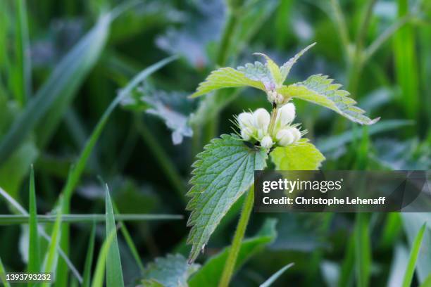 blooming nettles in seine et marne, france - grote brandnetel stockfoto's en -beelden