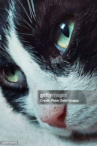 pink nosed cat portrait - animal nose stock pictures, royalty-free photos & images