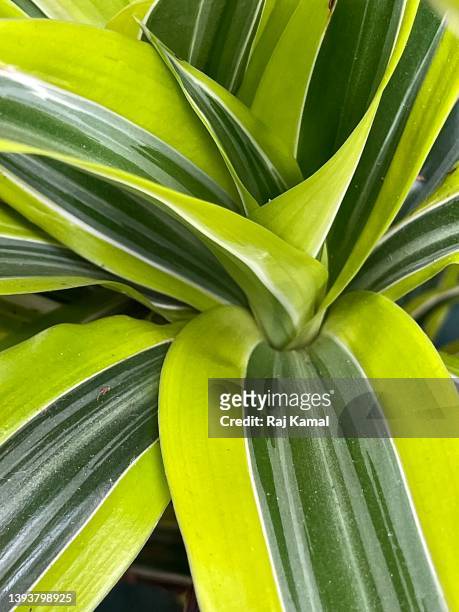 song of india plant leaves in close up (dracaena reflexa). - dracaena stockfoto's en -beelden