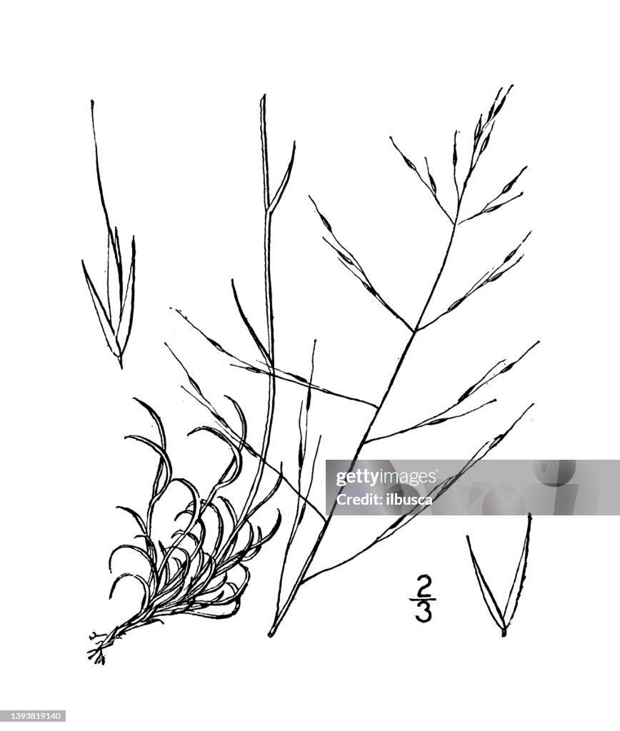 Antique botany plant illustration: Muhlenbergia gracillima, filiform Muhlenbergia