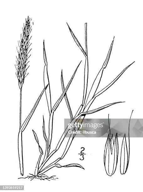 antique botany plant illustration: alopecurus agrestis, slender foxtail - alopecurus stock illustrations