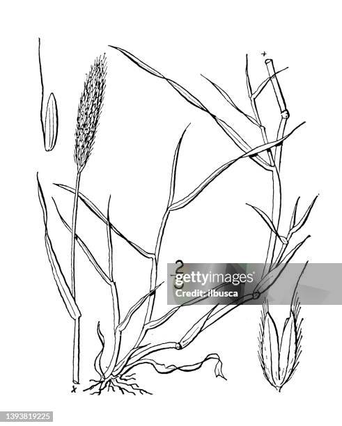 antique botany plant illustration: alopecurus geniculatus, marsh foxtail - alopecurus stock illustrations