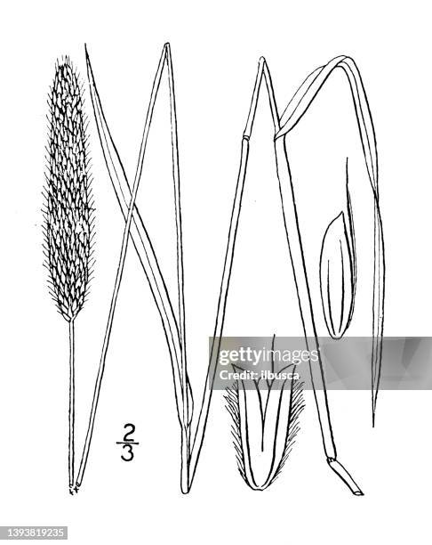 antique botany plant illustration: alopecurus pratensis, meadow foxtail - alopecurus stock illustrations