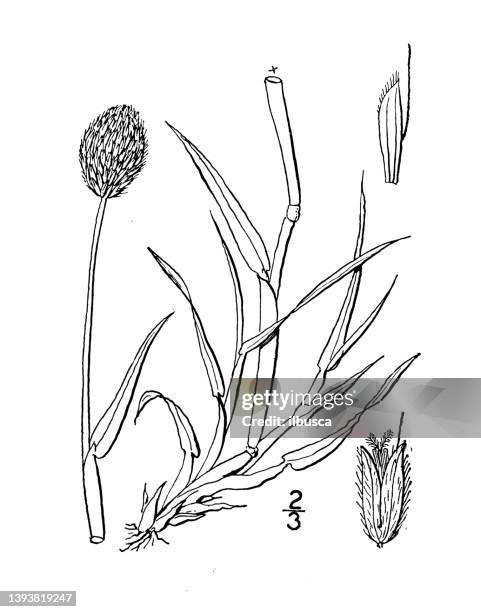 antique botany plant illustration: alopecurus alpinus, alpine foxtail - alopecurus stock illustrations