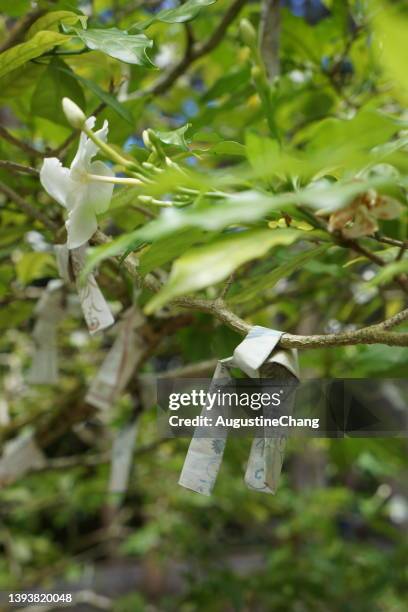 japanese wishing tree - origami tree stock pictures, royalty-free photos & images