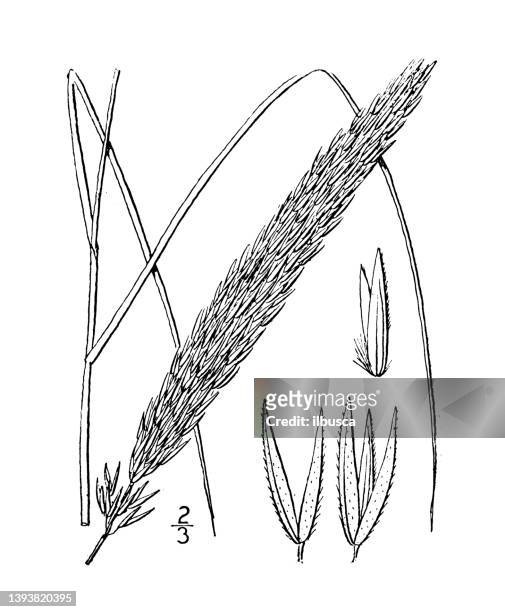 antique botany plant illustration: ammophila arenaria, sea sand-reed, sea mat-weed, maram - marram grass stock illustrations