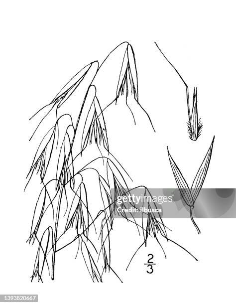 antique botany plant illustration: avena fatua, wild oat - avena fatua stock illustrations