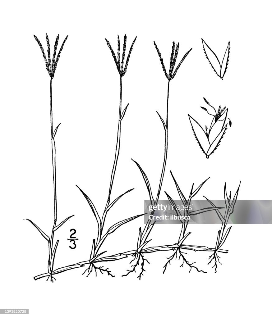 Antique botany plant illustration: Capriola Dactylon, Bermuda grass, Scutch grass, dog's tooth grass
