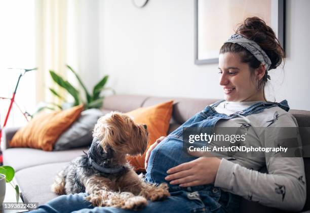 joven embarazada sentada en el sofá y relajándose en casa con perro. - mujer embarazada fotografías e imágenes de stock