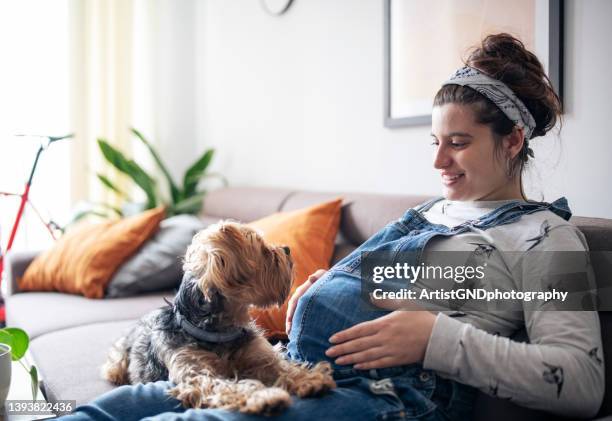 young pregnant woman sitting on sofa and relaxing at home with dog. - animal friendship stock pictures, royalty-free photos & images