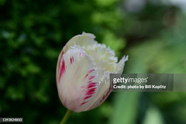 fringed tulip - tulipa fringed beauty stock pictures, royalty-free photos & images