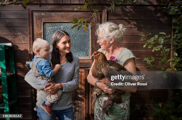 grandmother, mother and baby grandson chicken at garden shed - baby chicken bildbanksfoton och bilder