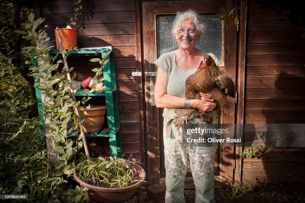 Smiling senior woman holding chicken at garden shed