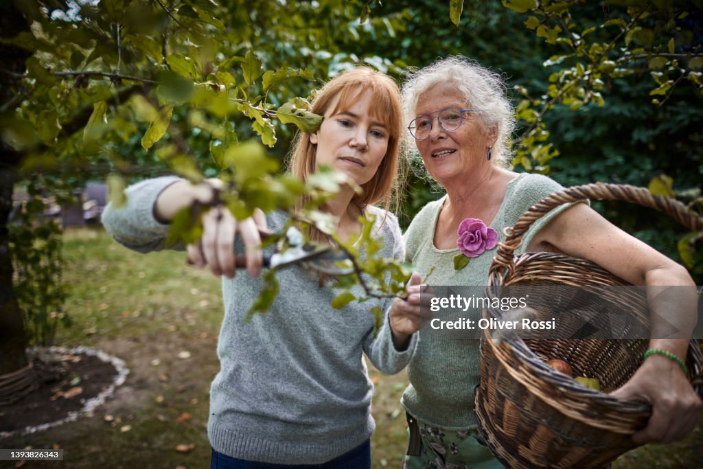 Two women harvesting apples from tree in garden