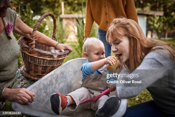 cute baby boy sitting in wheelbarrow in garden feeding woman with pear - birne stock-fotos und bilder