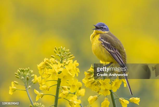 western yellow wagtail - bird singing stock pictures, royalty-free photos & images