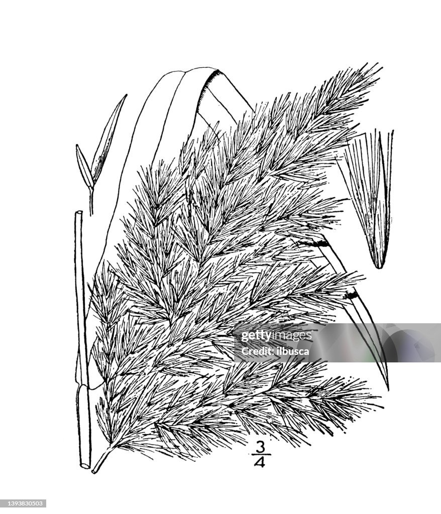 Antique botany plant illustration: Phragmites Phragmites, Reed