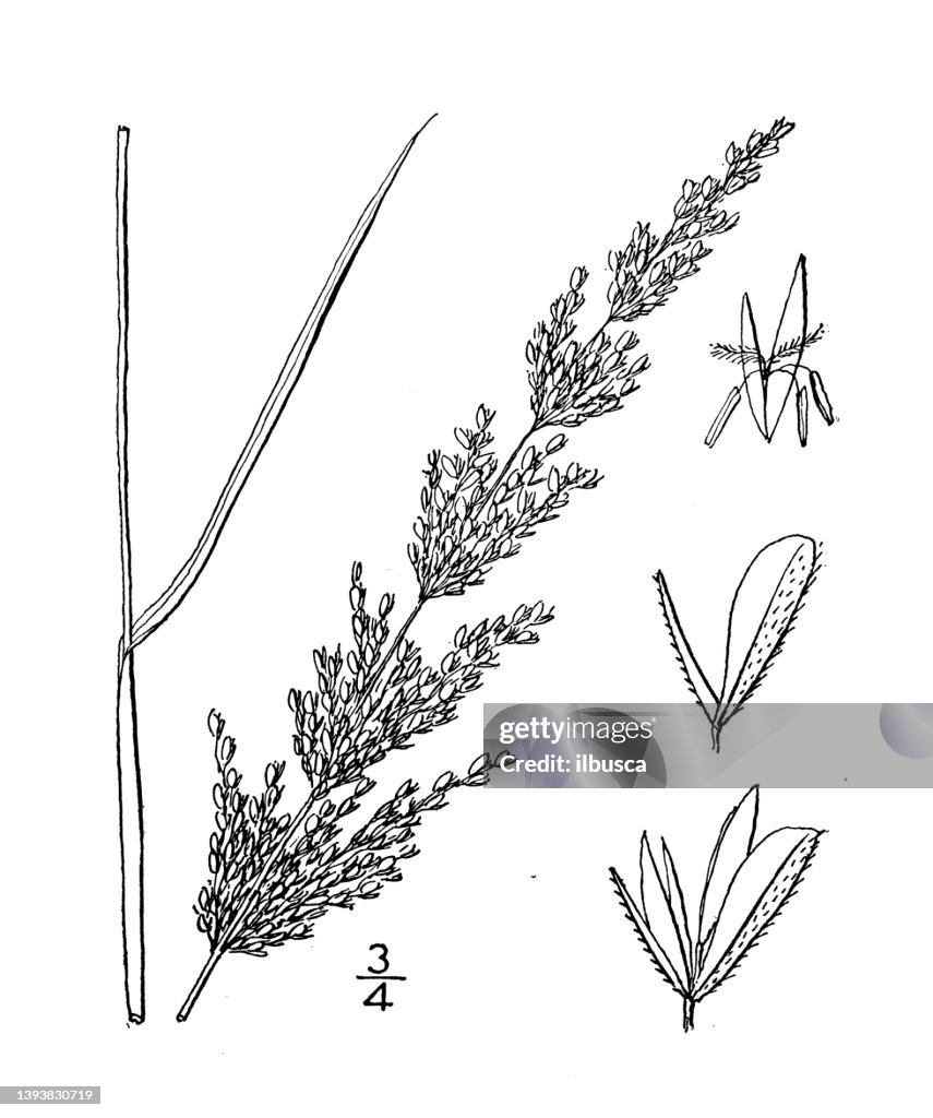 Antique botany plant illustration: Eatonia Obtusata, Blunt Scaled Eatonia
