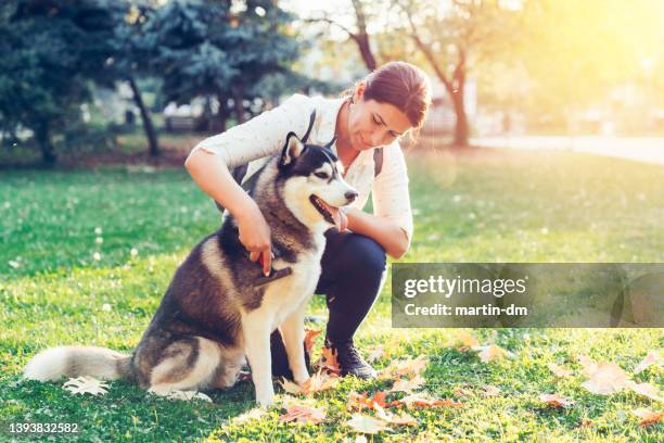 husky siberiano mimado - mujer peluda fotografías e imágenes de stock