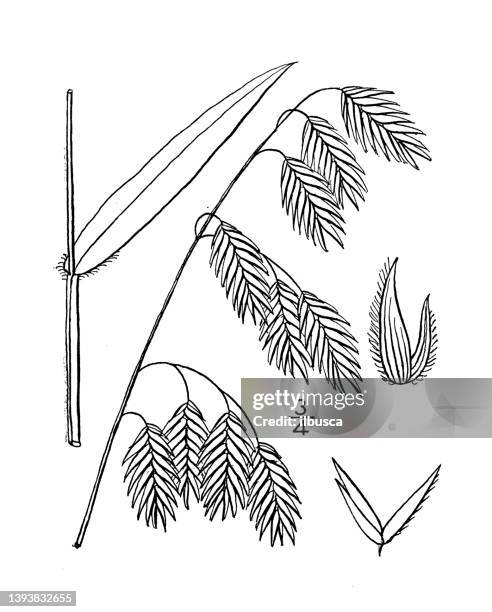 antique botany plant illustration: uniola latifolia, broad leaved spike grass - sea oat grass stock illustrations