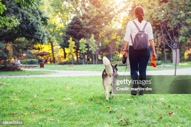 responsible woman cleaning after her dog - stool stockfoto's en -beelden