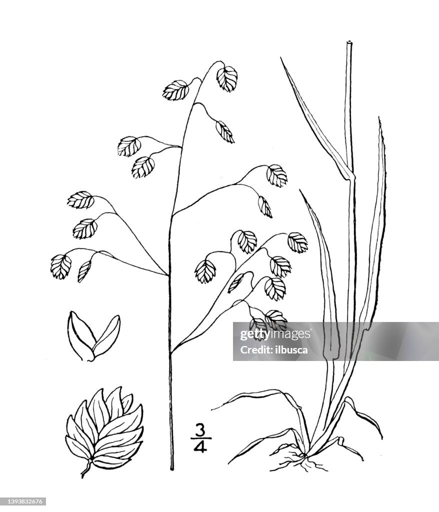Antique botany plant illustration: Briza media, Quake grass, Quaking grass