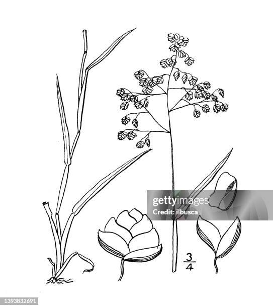 antique botany plant illustration: briza minor, lesser quaking grass - quakerism stock illustrations