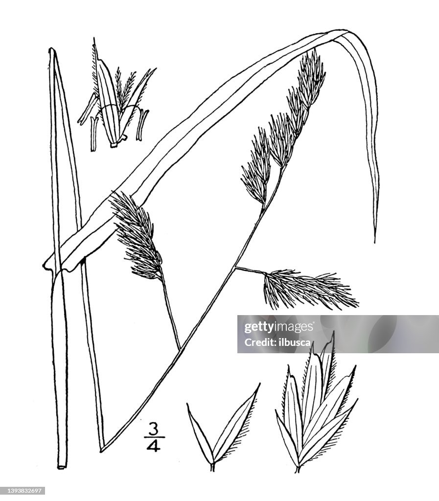 Antique botany plant illustration: Dactylis glomerata, Orchard grass