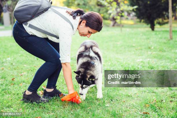 responsible woman cleaning after her dog - green manure stock pictures, royalty-free photos & images