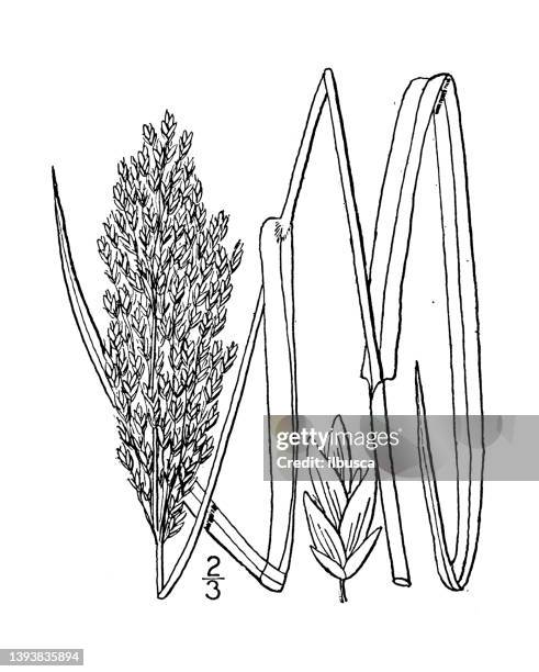 antique botany plant illustration: panicularia obtusa, blunt manna grass - blunt stock illustrations