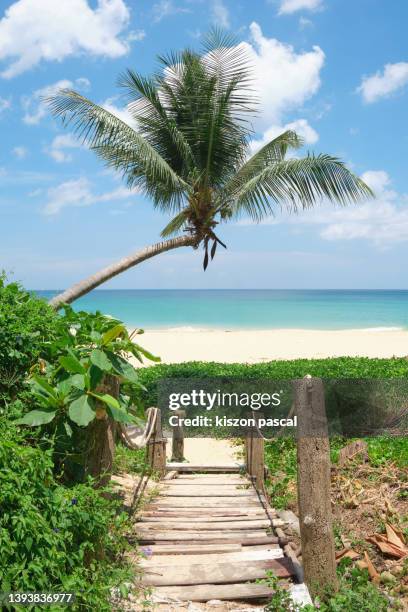 tropical beach with palm trees during a sunny day . - exoticism stock-fotos und bilder