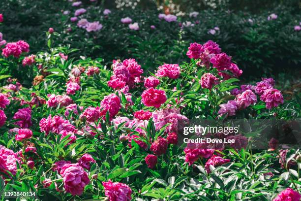 peony - peony stock pictures, royalty-free photos & images
