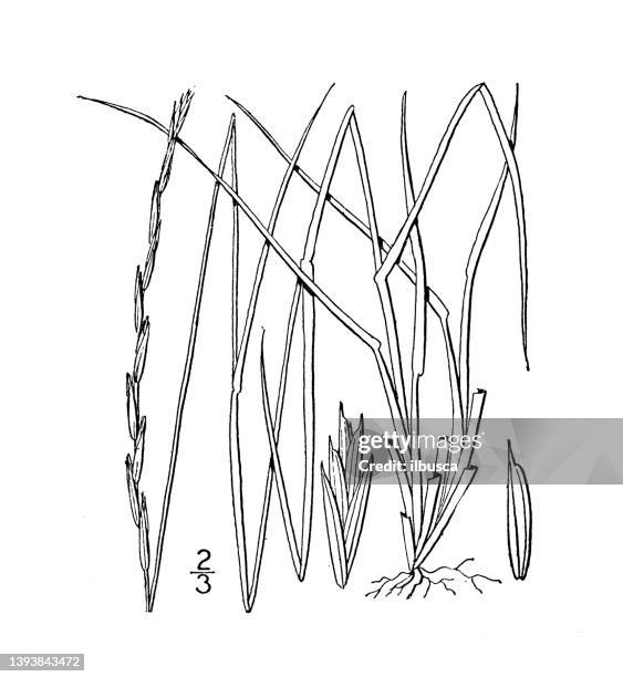 ilustrações de stock, clip art, desenhos animados e ícones de antique botany plant illustration: agropyron tenerum, slender wheat grass - grama de ponta