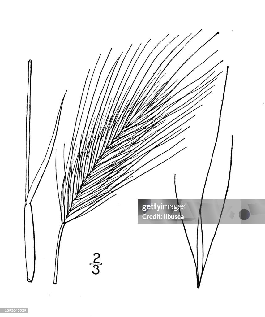 Antique botany plant illustration: Hordeum murinum, Wall barley